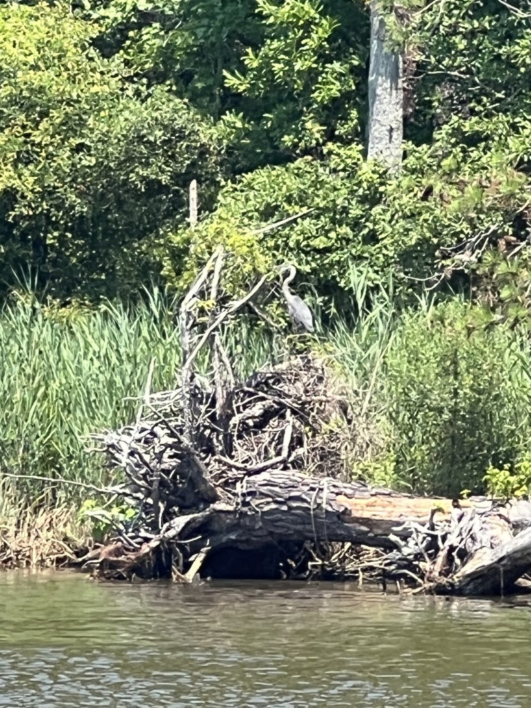 Heron resting on a stump