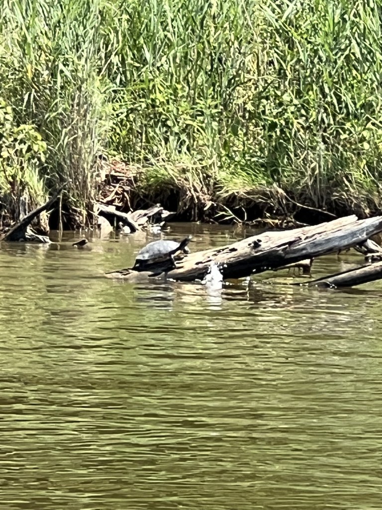 Turtle enjoying the sunshine