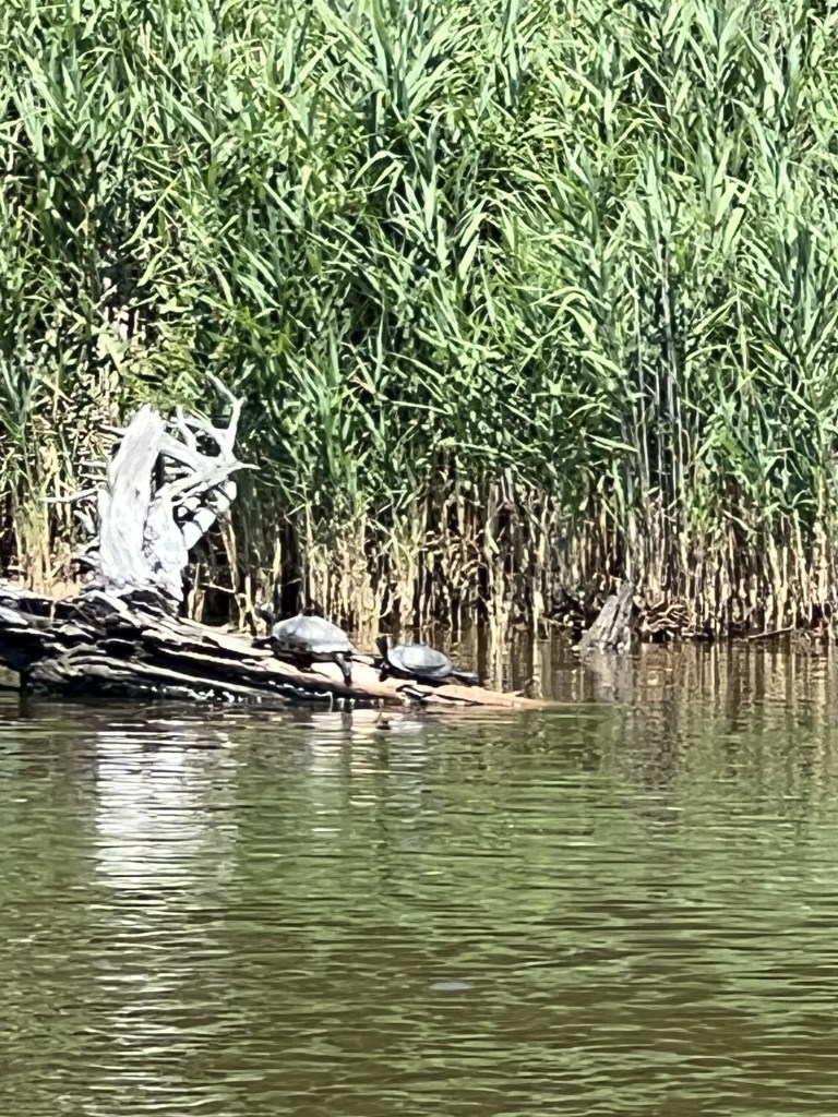Turtles resting on a log in the sun