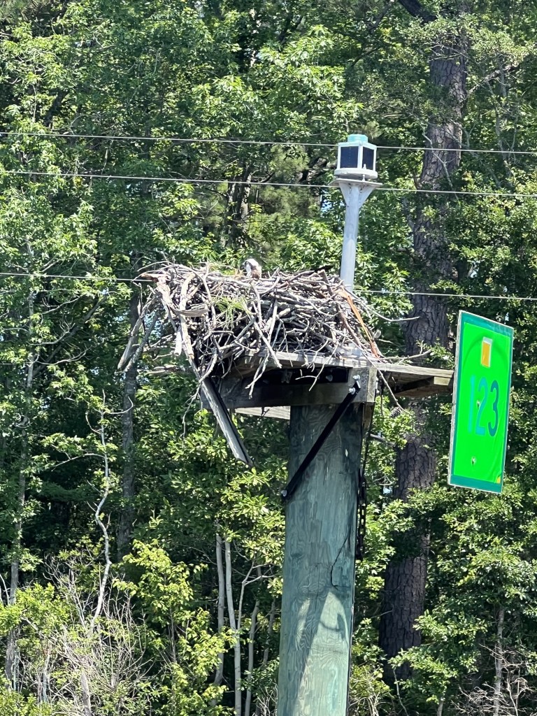 Osprey nest, Mama watching over her babies