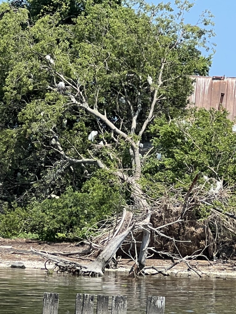 Monkey Island Egrets