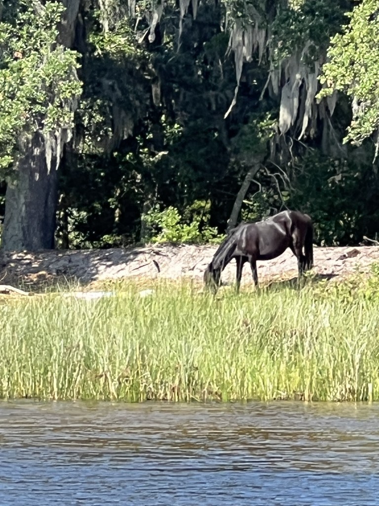 Horse Grazing off Freshmen Island