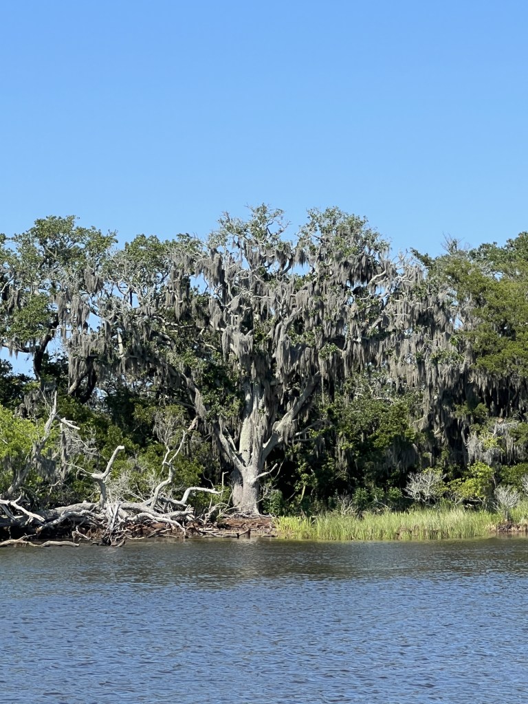 Mossy Trees on Freshmen Island