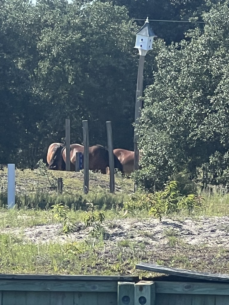 Horse Carova-view from canals